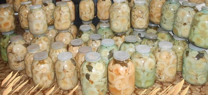 соление чёрных груздей холодным способом, рецепт с фото