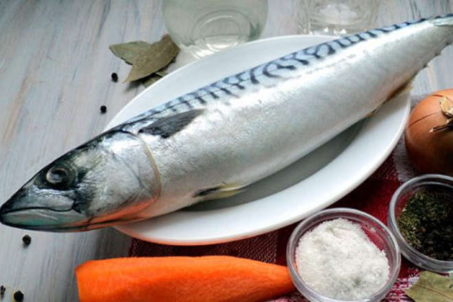Свежая скумбрия