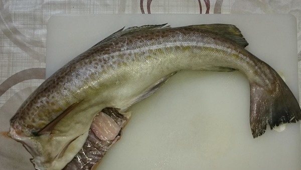 Треска в мультиварке. Рецепты на пару, в фольге со сметаной, овощами, сливками пошагово